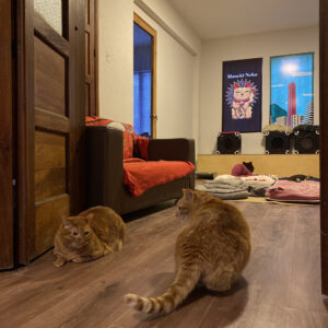 Reservas en calico cat cafe